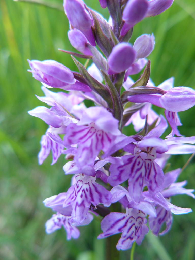 orchidea tridentata?  Dactylorhiza maculata subsp. fuchsii